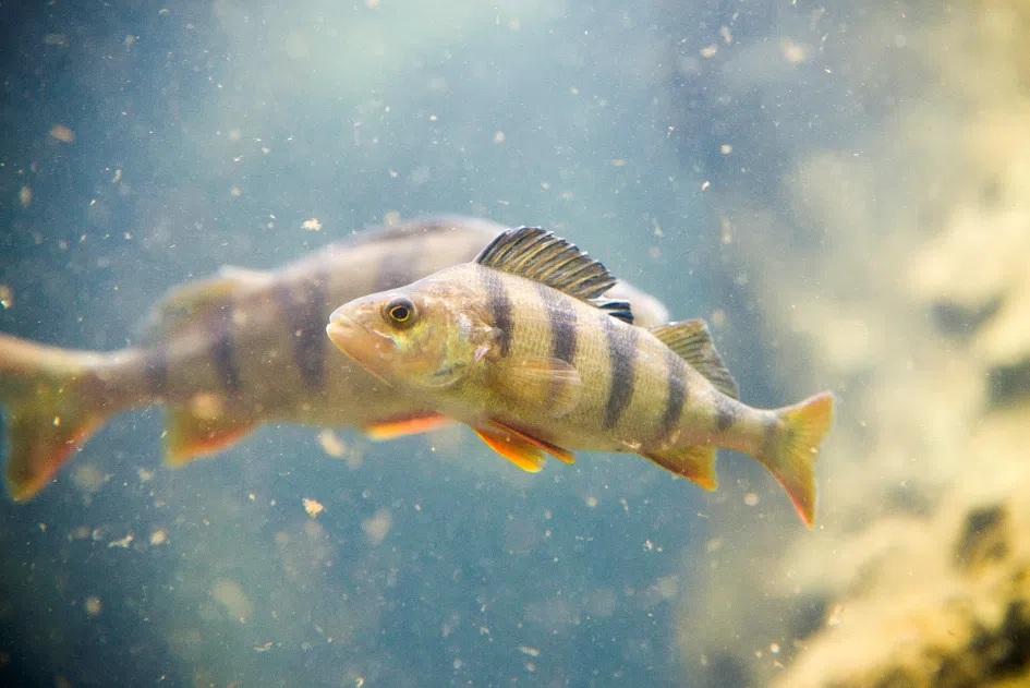 Deutsche Edelfisch-Aquakultur als Vorbild für Nachhaltigkeit