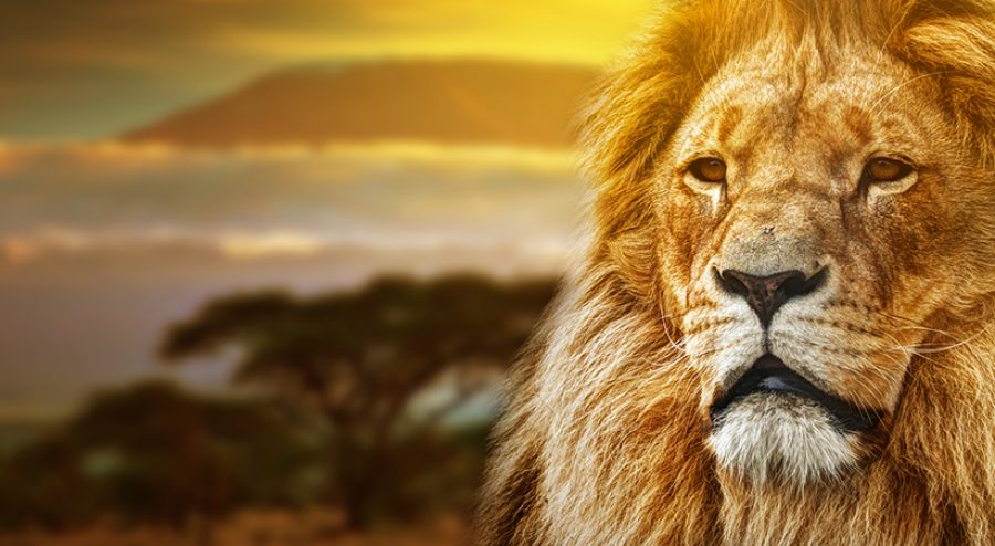 Lion portrait on savanna background and Mount Kilimanjaro