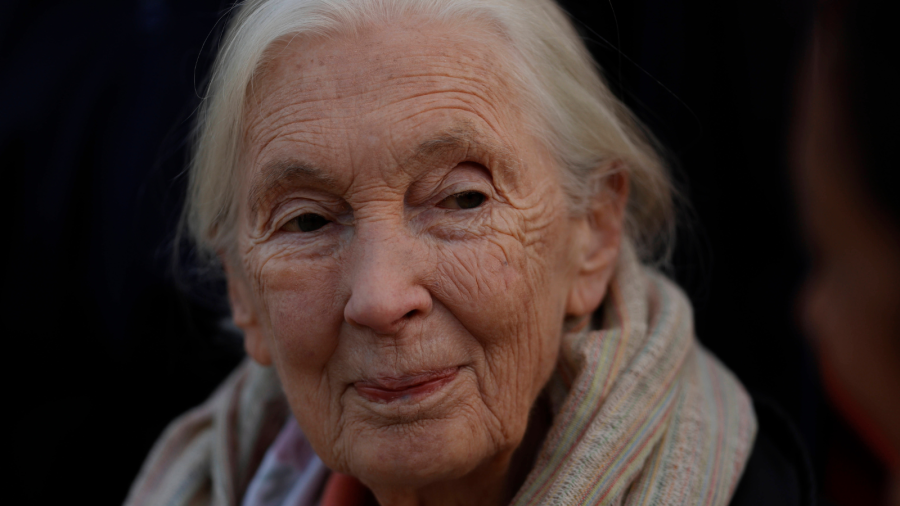 Jane Goodall